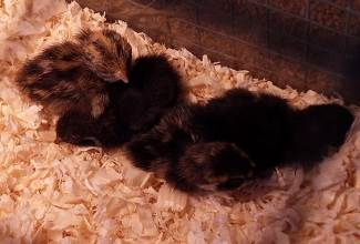 Chinese Painted Quails