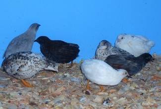 Chinese Painted Quails