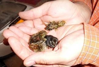General information about African Pygmy Hedgehogs