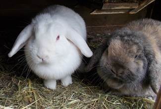 Mini lop rabbits with their hanging ears are beautiful animals with strong personalities