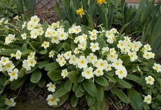 primula vulgaris is one of spring's great delights after a cold, brown winter