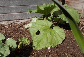 Rhubarb