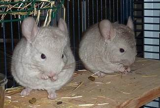 Two young chinchillas enjoying a well earned snack resting on a shelf in their cage