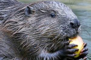 Beavers should be re-introduced to England to improve water supplies, 
          prevent floods and tackle soil loss