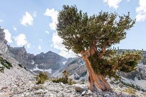 A Great Basin bristlecone pine in California's White Mountains 
          has a core suggesting it is 5,067 years old